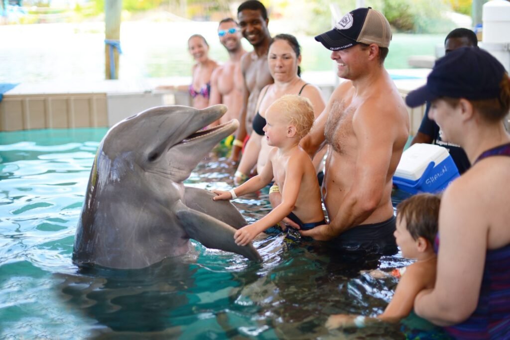 Dolphin Encounter