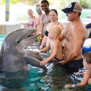Dolphin Encounter
